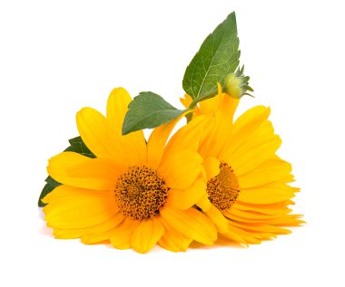 Beyaz arka plan üzerinde izole calendula çiçekler. Kadife çiçeği çiçek şifalı otlar.