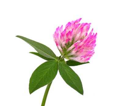 Yonca çiçeği yeşil yapraklı, beyaz arka planda izole.