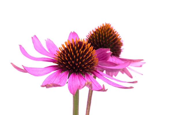 Echinacea flowers close up isolated on white backgrounds. Medicinal herbs. — Stock Photo, Image