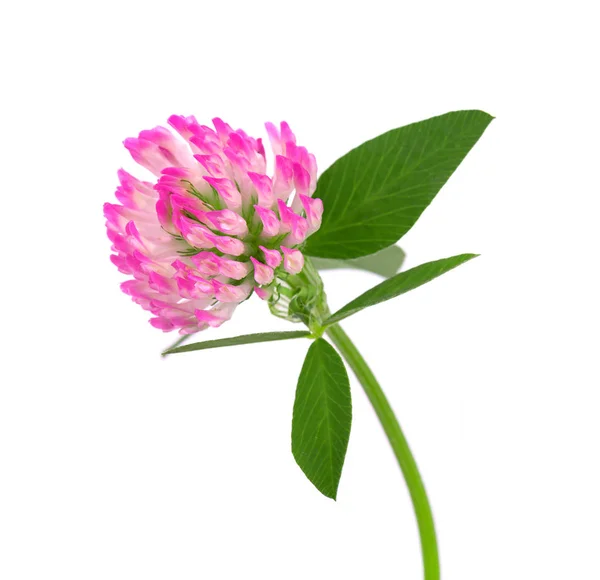 Kwiat koniczyny na łodydze z zielonymi liśćmi, odizolowany na białym tle. — Zdjęcie stockowe