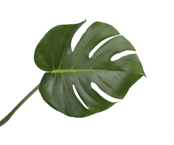 Tropischer Dschungel Monstera Blätter isoliert, Schweizer Käsepflanze, isoliert auf weißem Hintergrund — Stockfoto