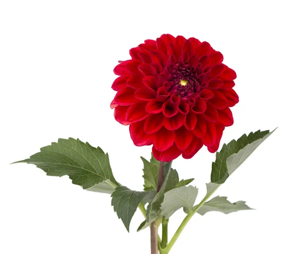 Bourgogne fleur de dahlia avec des feuilles isolées sur fond blanc — Photo