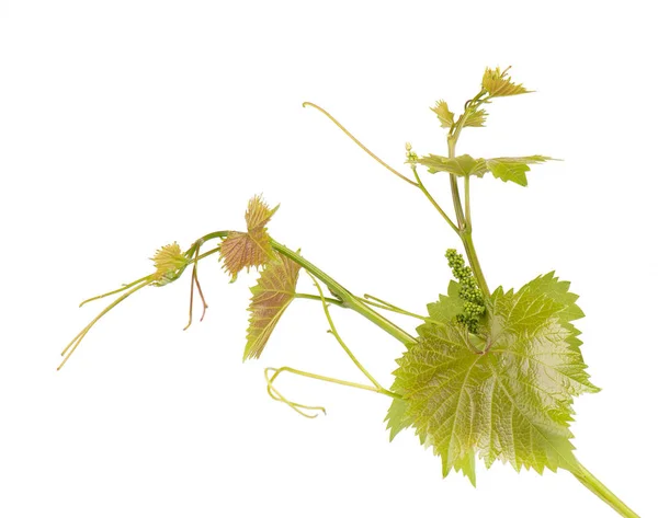 Anggur daun cabang anggur dengan sulur tanaman tropis terisolasi pada latar belakang putih, memotong jalur — Stok Foto