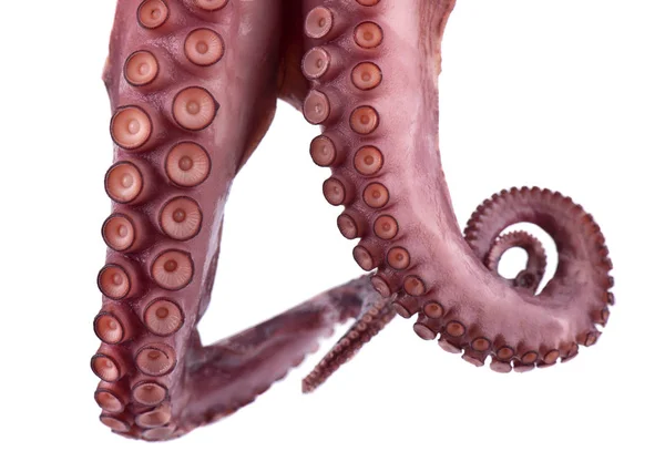 Beyaz arka plan üzerinde izole ahtapot tentacles — Stok fotoğraf
