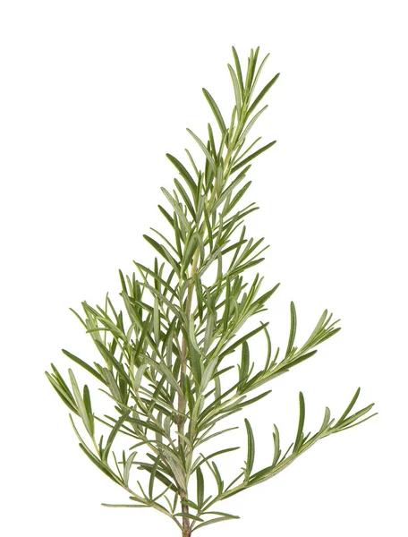 Zweig frischer Rosmarin isoliert auf weißem Hintergrund. Rosmarinzweig — Stockfoto