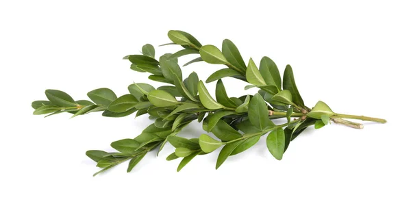 Buxus tak geïsoleerd op een witte achtergrond — Stockfoto