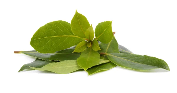 Hojas verdes frescas de hoja de laurel aisladas sobre fondo blanco. Laurus aislado . — Foto de Stock