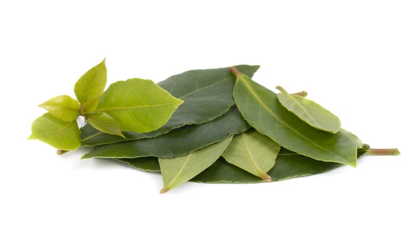 Свіже зелене листя лавровий лист ізольовані на білому тлі. Лавр ізольовані. — стокове фото