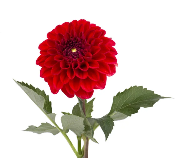 Bourgogne fleur de dahlia avec des feuilles isolées sur fond blanc — Photo