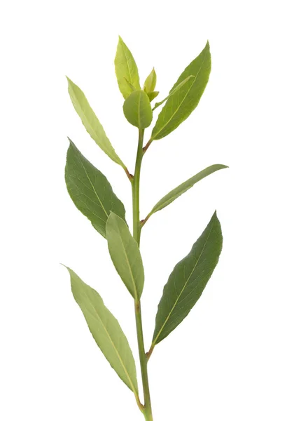 Čerstvé zelené větve bobkového listu izolovaných na bílém pozadí. Laurus, samostatný. — Stock fotografie