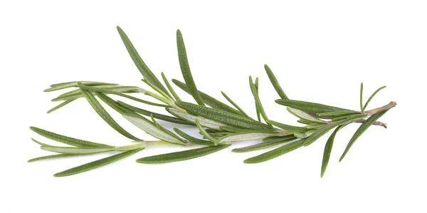 Sprig of fresh rosemary isolated on white background. Rosemary branch — Stock Photo, Image