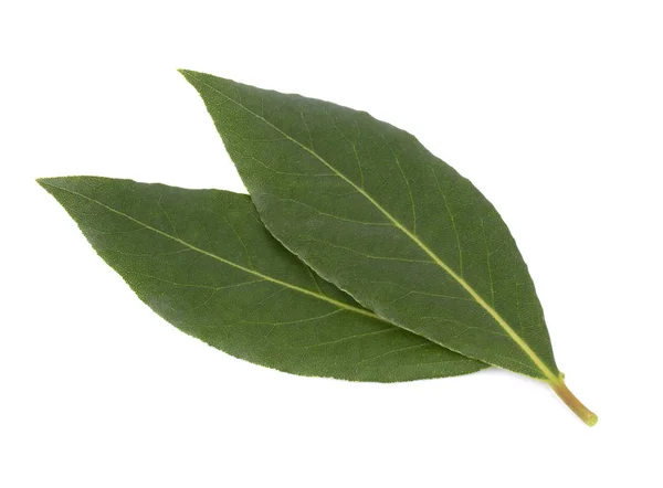 Fresh green leaves of bay leaf isolated on white background. Laurus isolated. — Stock Photo, Image