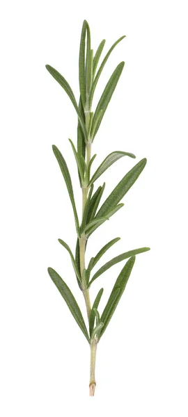 Sprig of fresh rosemary isolated on white background. Rosemary branch — Stock Photo, Image