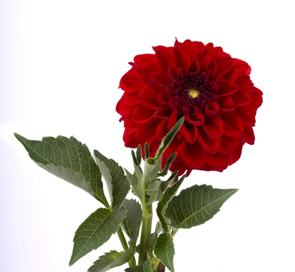 Bourgogne fleur de dahlia avec des feuilles isolées sur fond blanc — Photo