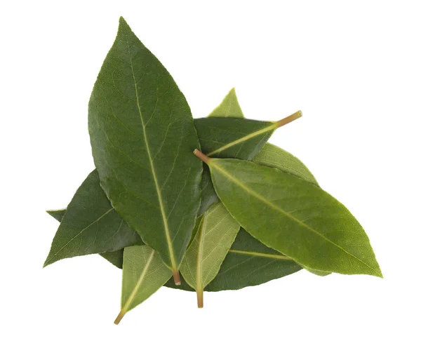 Čerstvé zelené listy bobkového listu izolovaných na bílém pozadí. Laurus, samostatný. — Stock fotografie