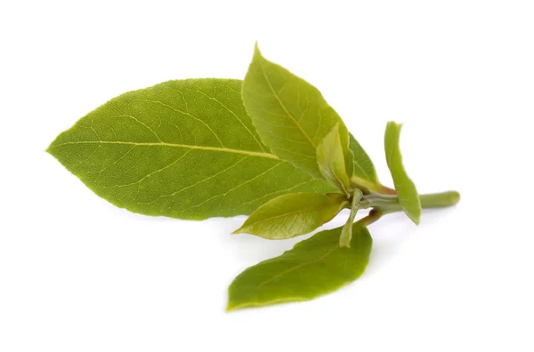 Folhas verdes frescas de folha baia isoladas em fundo branco. Laurus isolado . — Fotografia de Stock