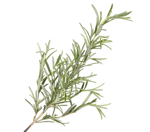 Zweig frischer Rosmarin isoliert auf weißem Hintergrund. Rosmarinzweig — Stockfoto