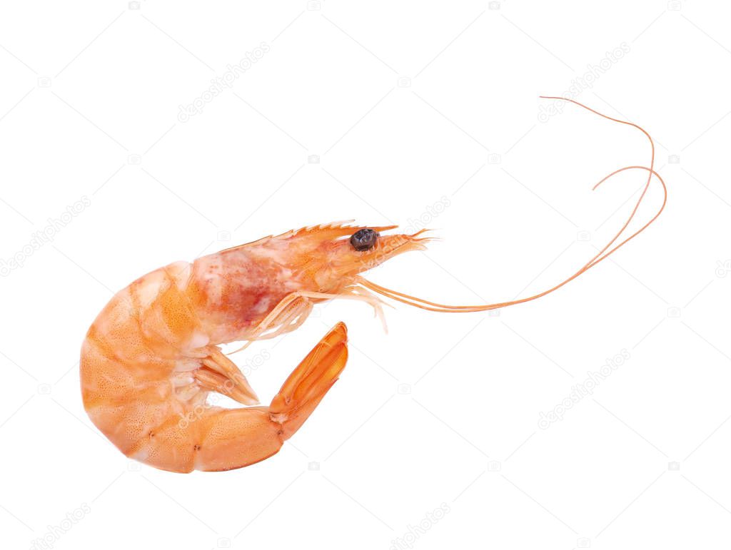 Red cooked prawn or tiger shrimp isolated on white background.