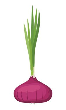 Tüm kuru kırmızı soğan taze yeşil filiz ile. Vektör çizim.