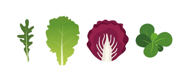 Mix of salad leaves. Arugula, lettuce, watercress and radicchio. Vector illustration set in flat style — Stock Vector