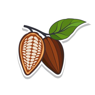 Beyaz arka plan üzerinde yapraklarla kakao çekirdeği. Vektör çizim.