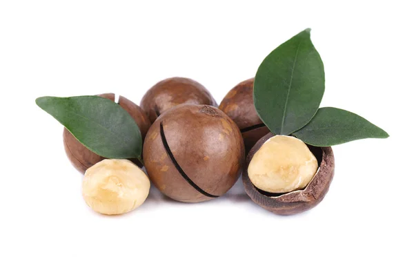 Macadamianötter med blad, isolerad på vit bakgrund. Skalade och oskalade macadamia. — Stockfoto