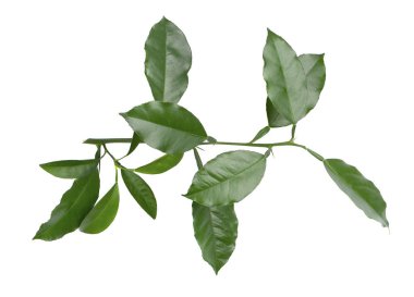 Beyaz arka plan üzerinde izole narenciye yaprakları. Limon, mandalina, pembe greyfurt ve portakal kırpma yolu ile beyaz arka plan üzerinde izole yaprakları