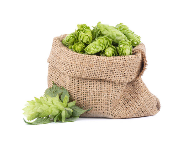 Fresh green hops in burlap bag with branch, isolated on white background.