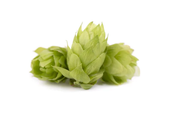 Φρέσκο πράσινο κλαδί λυκίσκου, απομονωμένο σε λευκό φόντο — Φωτογραφία Αρχείου