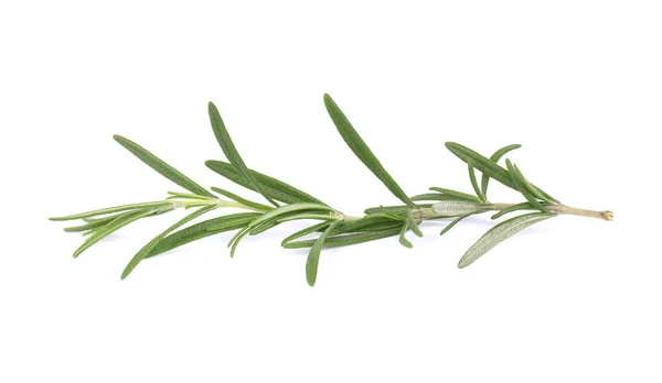 Sprig of fresh rosemary isolated on white background. Rosemary branch — Stock Photo, Image