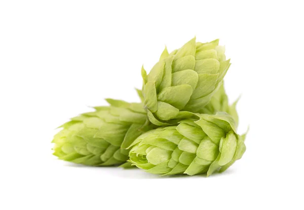 Fresh green hop branch, isolated on white background — Stock Photo, Image