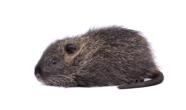 Bebek Bataklık kunduzundan beyaz arka planda izole. Bir kahverengi Coypu-Myocastor coypus, izole.