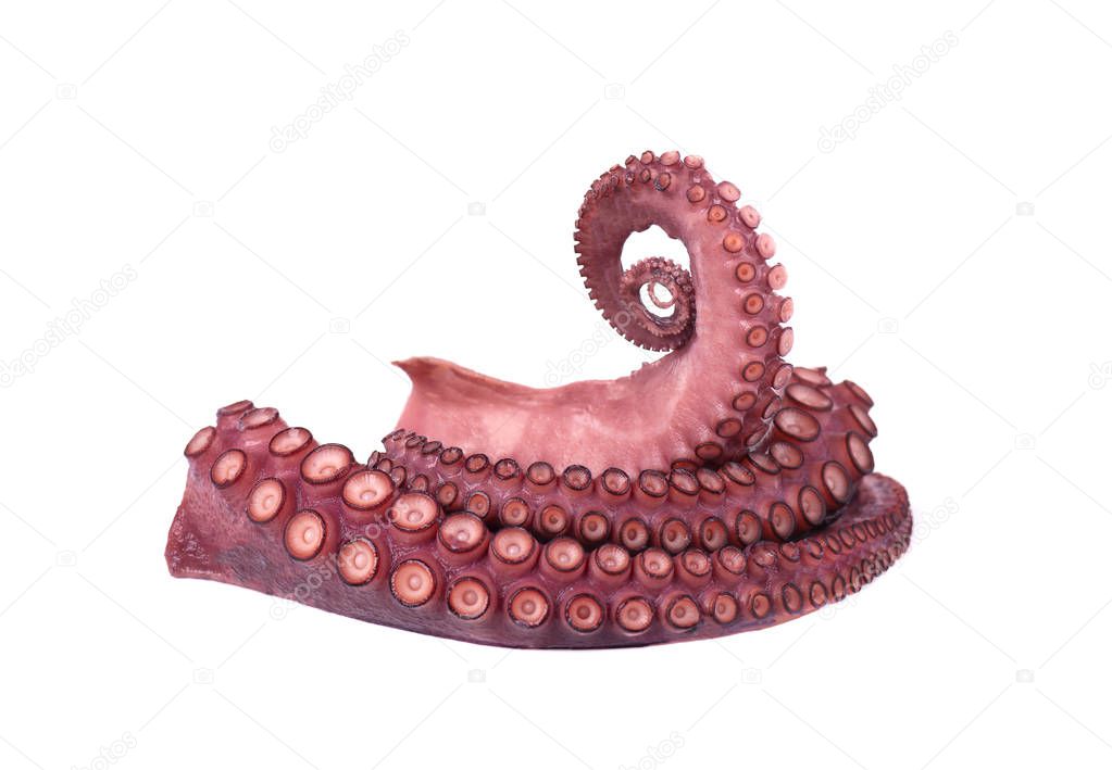 Fresh octopus isolated on white background. Fresh octopus tentacles isolated.