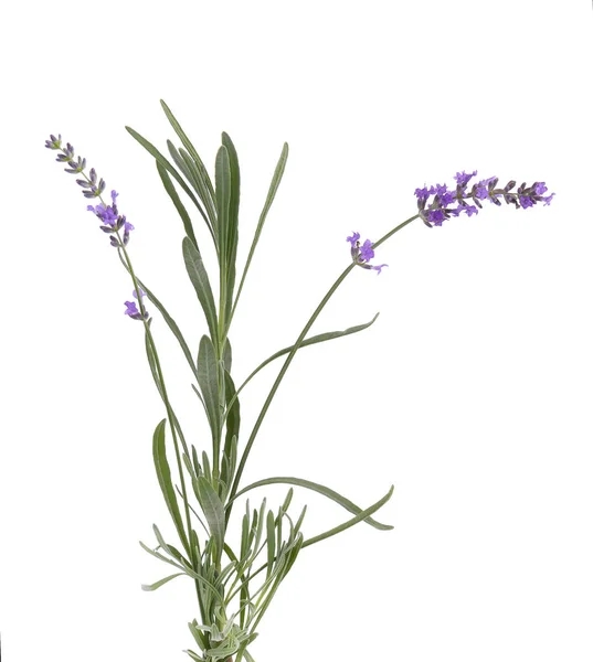 Bundle of lavender with green leaves, isolated on white background. — Stock Photo, Image