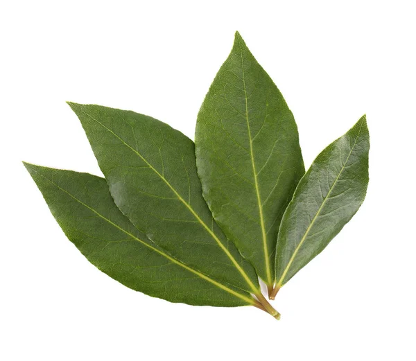 Hojas verdes frescas de hoja de laurel aisladas sobre fondo blanco. Laurus aislado . — Foto de Stock