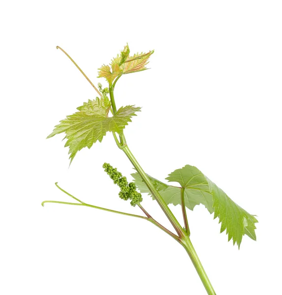 Anggur daun cabang anggur dengan sulur tanaman tropis terisolasi pada latar belakang putih, memotong jalur . — Stok Foto