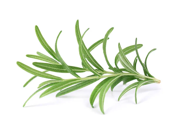 Sprig of fresh rosemary isolated on white background. Rosemary branch. — Stock Photo, Image