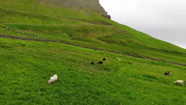 Moutons dans le champ de pâturage d'herbe avec un beau paysage. Ciel nuageux et vent fort. Îles Féroé . — Video