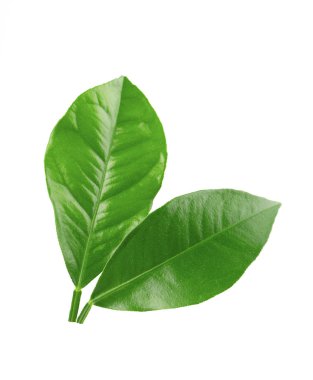 Limon yaprakları beyaz arka plan üzerinde izole. Narenciye yaprağı dalı. Tropik bitkinin bir parçası. Üstte görüntü.