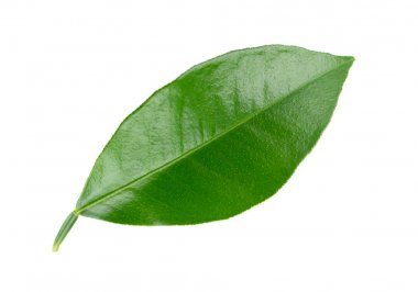 Limon yaprakları beyaz arka plan üzerinde izole. Narenciye yaprağı dalı. Tropik bitkinin bir parçası. Üstte görüntü.