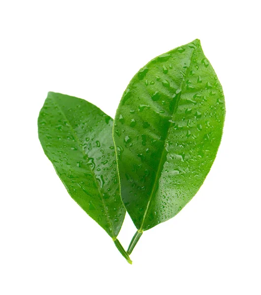 Hojas de limón con gotas aisladas sobre fondo blanco. Rama de hojas de cítricos. Parte de la planta tropical. Vista superior. — Foto de Stock