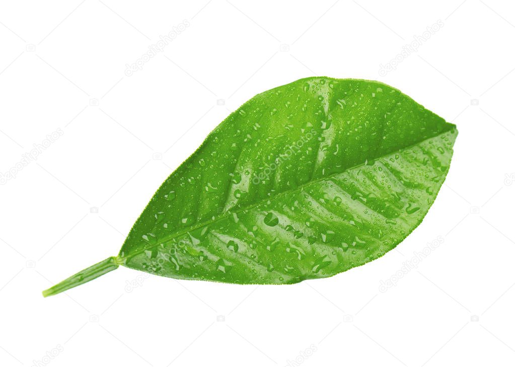Lemon leaves with drops isolated on white background. Branch of citrus leaf. Part of tropical plant. Top view.