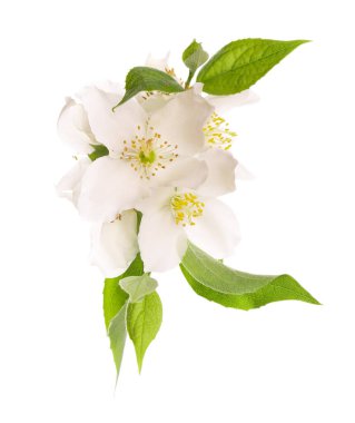 Yasemin çiçekleri beyaz arka planda izole edilmiş. Yasemin dalı