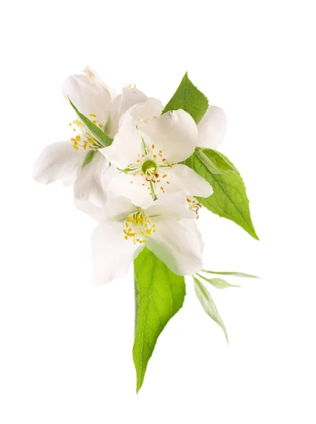 Jasmin fleurs isolées sur fond blanc. Branche Jasmin. — Photo