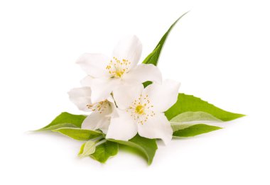 Yasemin çiçekleri beyaz arka planda izole edilmiş. Yasemin dalı.