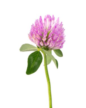 Yonca çiçeği yeşil yapraklı, beyaz arka planda izole