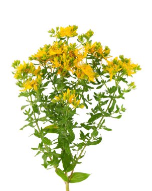 St. John otları, beyaz arka planda izole edilmiş. Hypericum çiçekleri kapanıyor