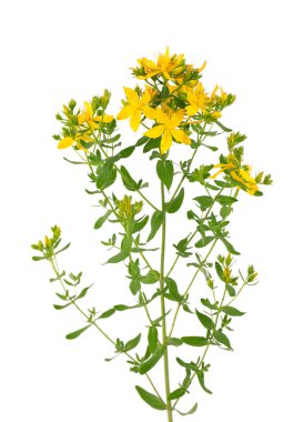 St. John otları, beyaz arka planda izole edilmiş. Hypericum çiçekleri kapanıyor