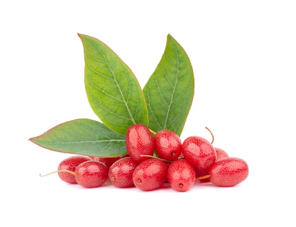 엘레노어 바탕에 고립되어 Cherry Elaeagnus Cherry Silverberry Goumi Gumi — 스톡 사진