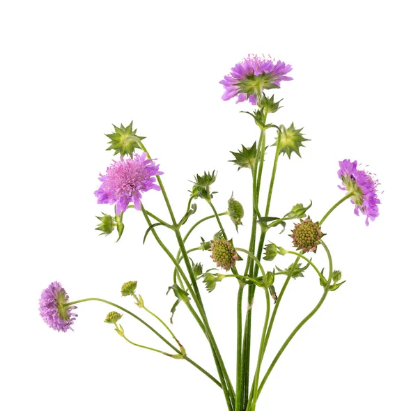 Campo Scabious Flor Isolada Sobre Fundo Branco Knautia Arvensis Bonito — Fotografia de Stock